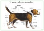 Отделы и области тела собаки