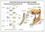 Зубочелюстная система самца лошади