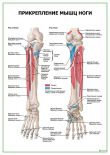 Прикрепление мышц ноги