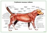 Глубокие мышцы собаки