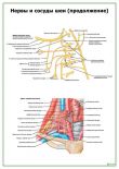 Нервы и сосуды шеи (продолжение)