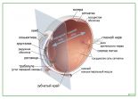 Анатомия глаза
