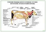 Глубокие мышцы шеи и основные суставы внутренние органы и вымя коровы