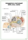 Преддверно-улитковый нерв (VIII). Схема