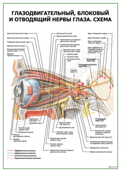 Глазодвигательный нерв анатомия схема