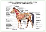 Глубокие мышцы шеи, основные суставы и внутренние органы кобылы