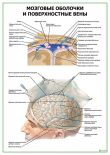 Мозговые оболочки и поверхностные вены