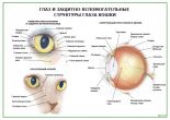 Глаз и защитно-вспомогательные структуры глаза кошки