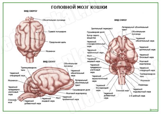 Мозг кошки картинки