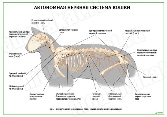 Нервная система кошки схема