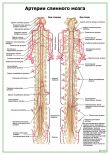 Артерии спинного мозга