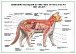 Глубокие мышцы и внутренние органы кошки Вид сбоку