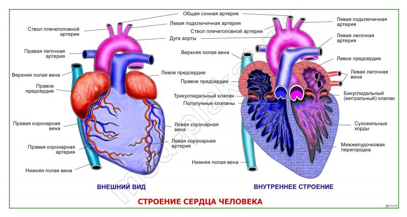 Внутреннее строение сердца рисунок с подписями