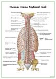 Мышцы спины, глубокий слой