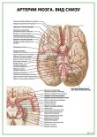 Артерии мозга. Вид снизу