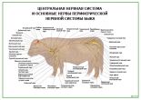 Центральная нервная система и основные нервы периферической нервной системы быка