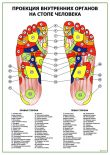Проекция внутренних органов на стопе человека, акупунктурные точки на ногах