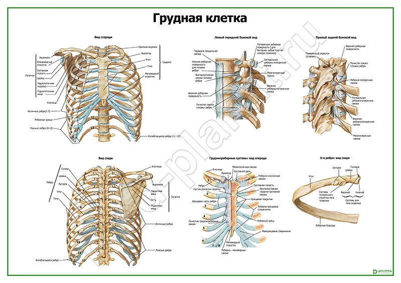 Рисунок грудная клетка человека с подписями