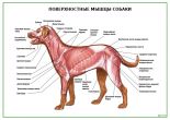 Поверхностные мышцы собаки