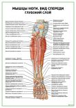 Мышцы ноги. Вид спереди, глубокий слой