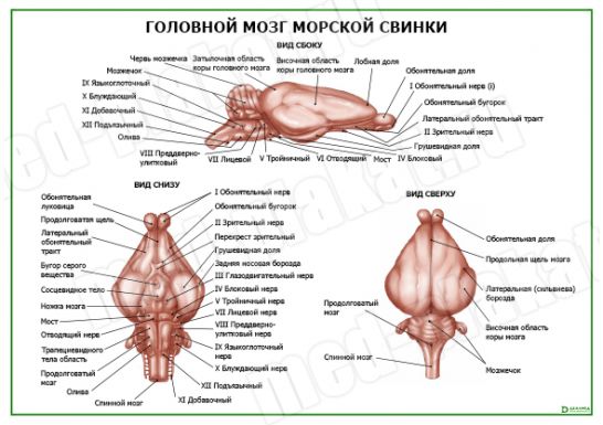 Стоматологическая карта морской свинки