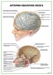 Артерии оболочек мозга