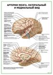 Артерии мозга. Латеральный и медиальный вид