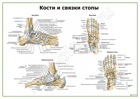 Строение стопы человека схема обозначение связок и костей