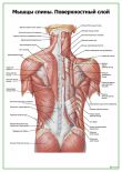 Мышцы спины, поверхностный слой