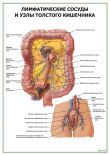 Лимфатические сосуды и узлы толстого кишечника