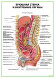 Брюшная стенка и внутренние органы