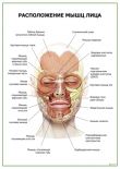 Расположение мышц лица