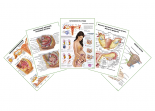 Комплект плакатов для кабинета гинеколога