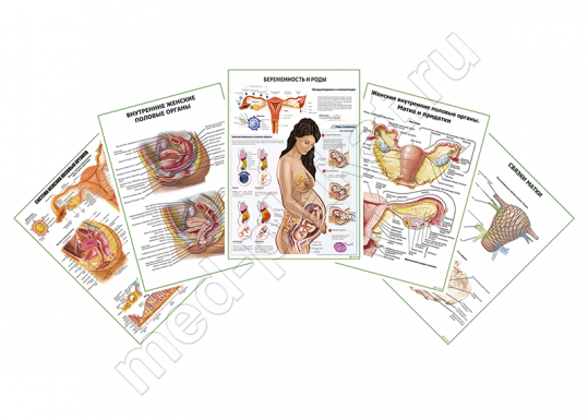 Комплект плакатов для кабинета гинеколога