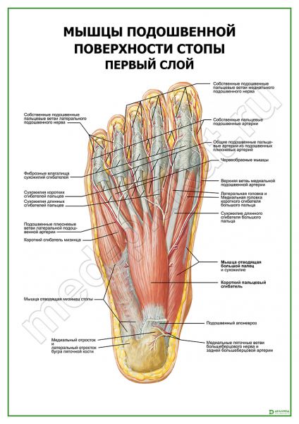 Почему так важно укреплять мышцы стопы