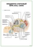 Преддверно-улитковый нерв (VIII). Схема