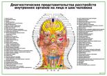 Диагностические представительства расстройств на лице и шее человека (горизонтальный)