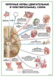 Черепные нервы (двигательные и чувствительные). Схема
