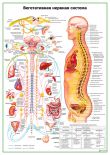 Вегетативная нервная система с фармакологией