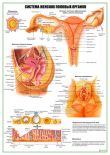 Система женских половых органов