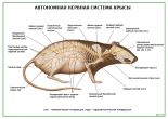 Автономная нервная система крысы