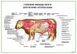 Глубокие мышцы шеи и внутренние органы быка