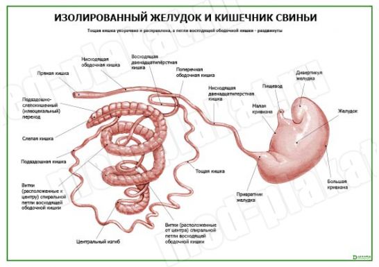 Кишечник свиньи схема