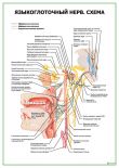 Языкоглоточный нерв. Схема