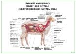 Глубокие мышцы шеи внутренние органы скелет и основные суставы овцы