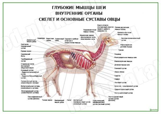 Строение овцы в картинках