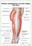 Мышцы тазобедренного сустава вид сбоку