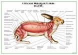 Глубокие мышцы кролика
