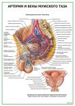 Артерии и вены мужского таза