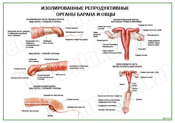 Влагалище человека — Википедия